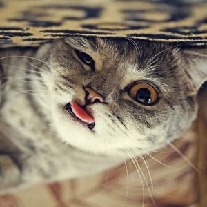 Meet your Posher, Jane